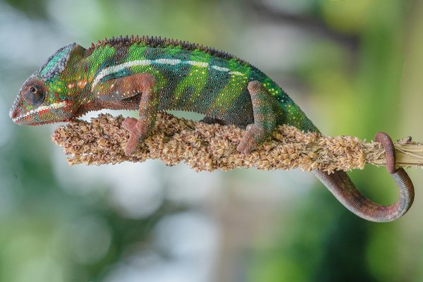 Où découvrir les plus beaux villages perchés en Provence, France?
